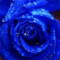 blaubeere